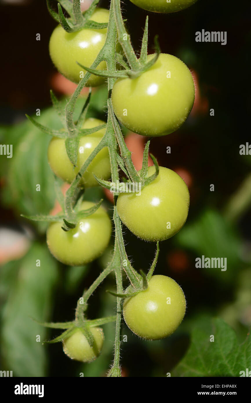 Tomates vertes vert Banque D'Images