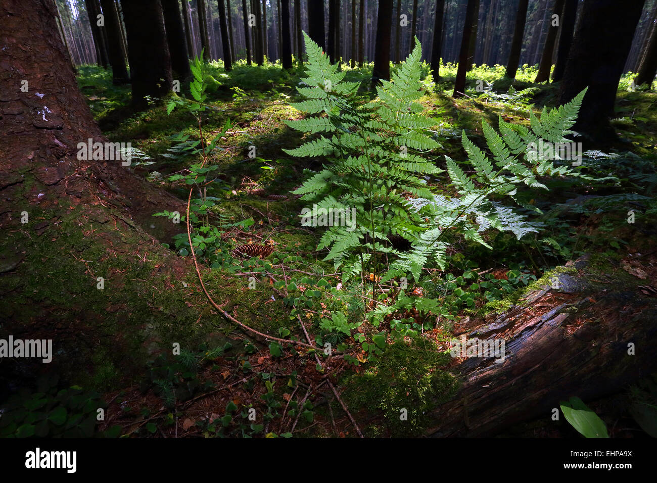 Dryopteris dilatata, vaste buckler fern Banque D'Images