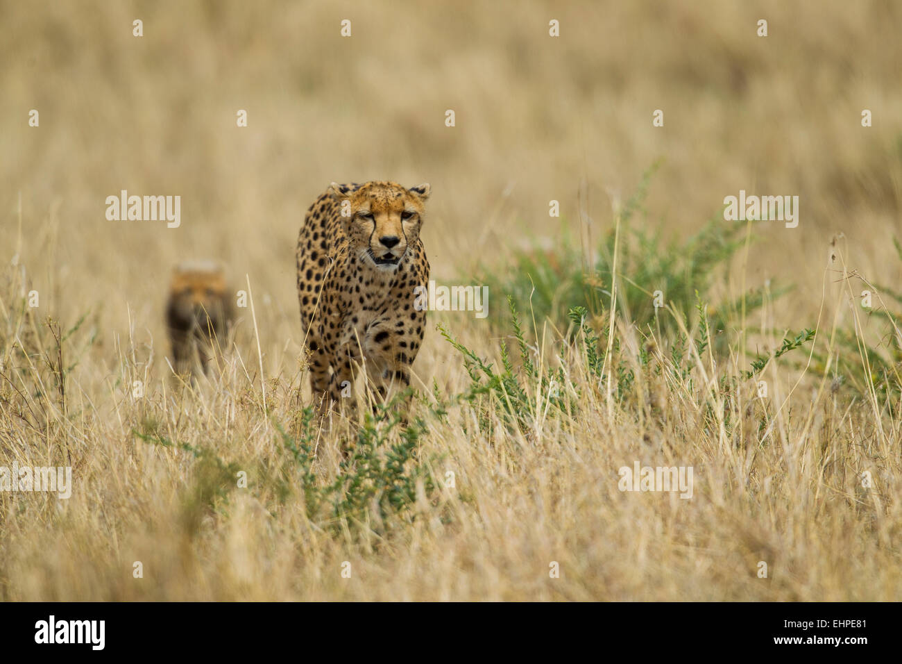 Le Guépard (Acinonyx jubatus) mère avec oursons Banque D'Images