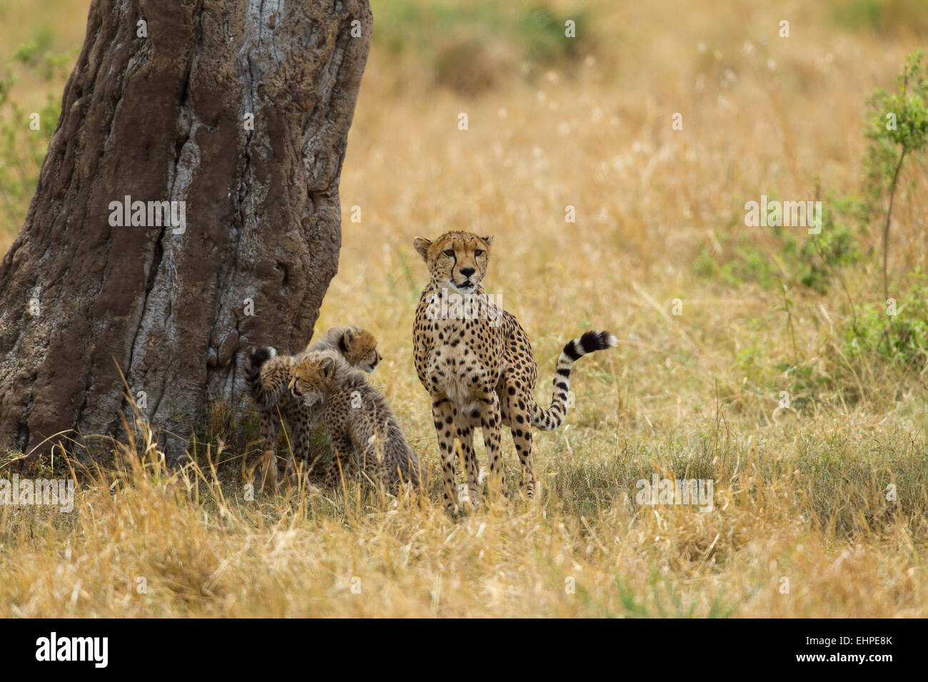 Le Guépard (Acinonyx jubatus) mère avec oursons Banque D'Images
