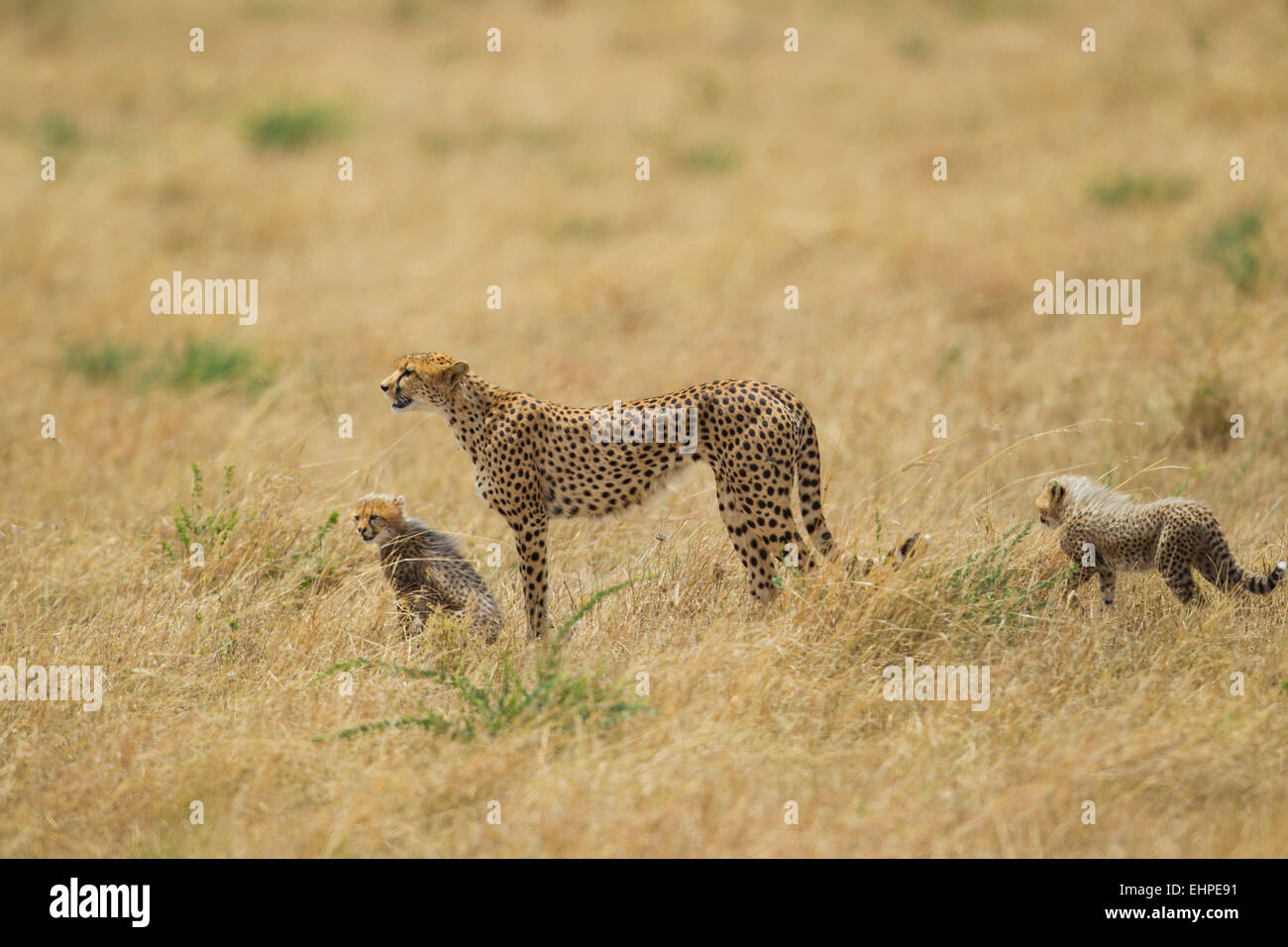 Le Guépard (Acinonyx jubatus) mère avec oursons Banque D'Images
