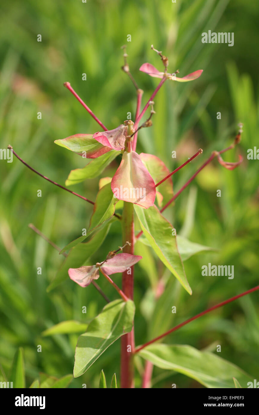 Euphorbia palustris Banque D'Images