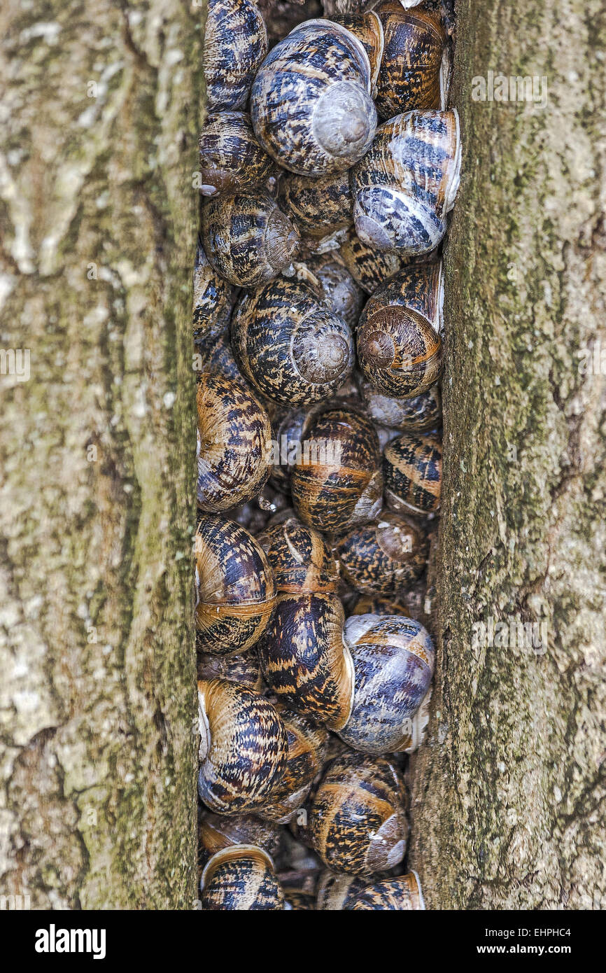 Escargots en hibernation (Gastropoda) Berkshire UK Banque D'Images