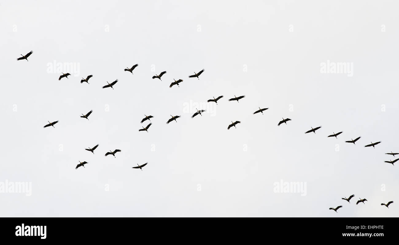 Un troupeau de grues volant dans le ciel Banque D'Images