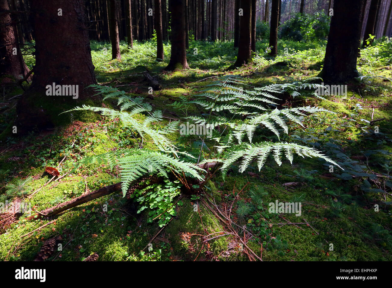 Dryopteris dilatata, vaste buckler fern Banque D'Images