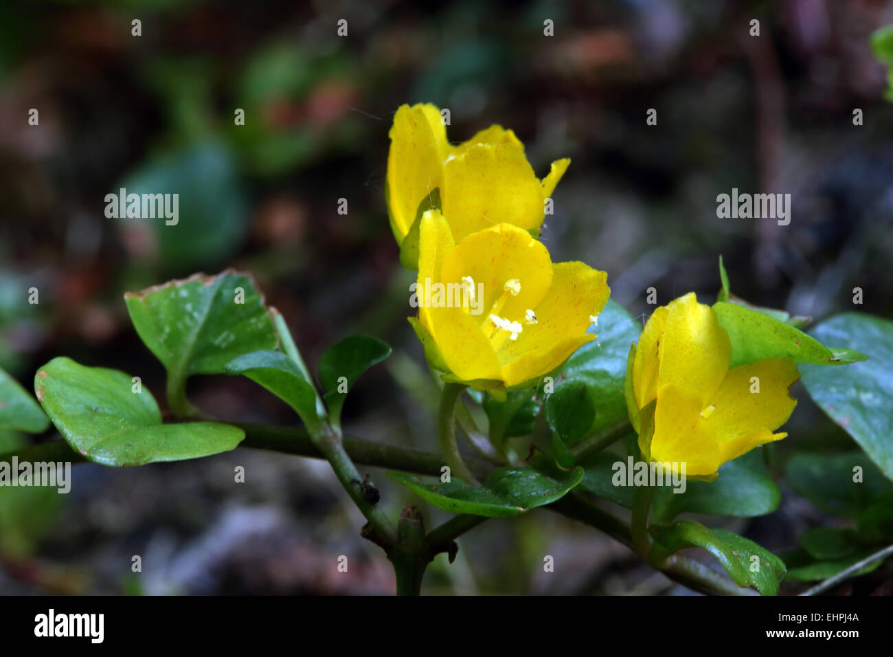 Lysimachia nummularia lysimaque nummulaire, Banque D'Images