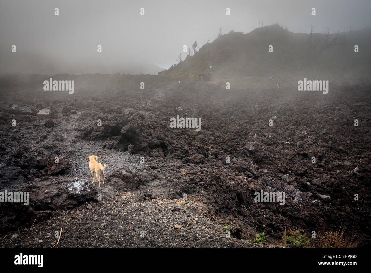 Dans le cratère du volcan Pacaya, Guatemala Banque D'Images