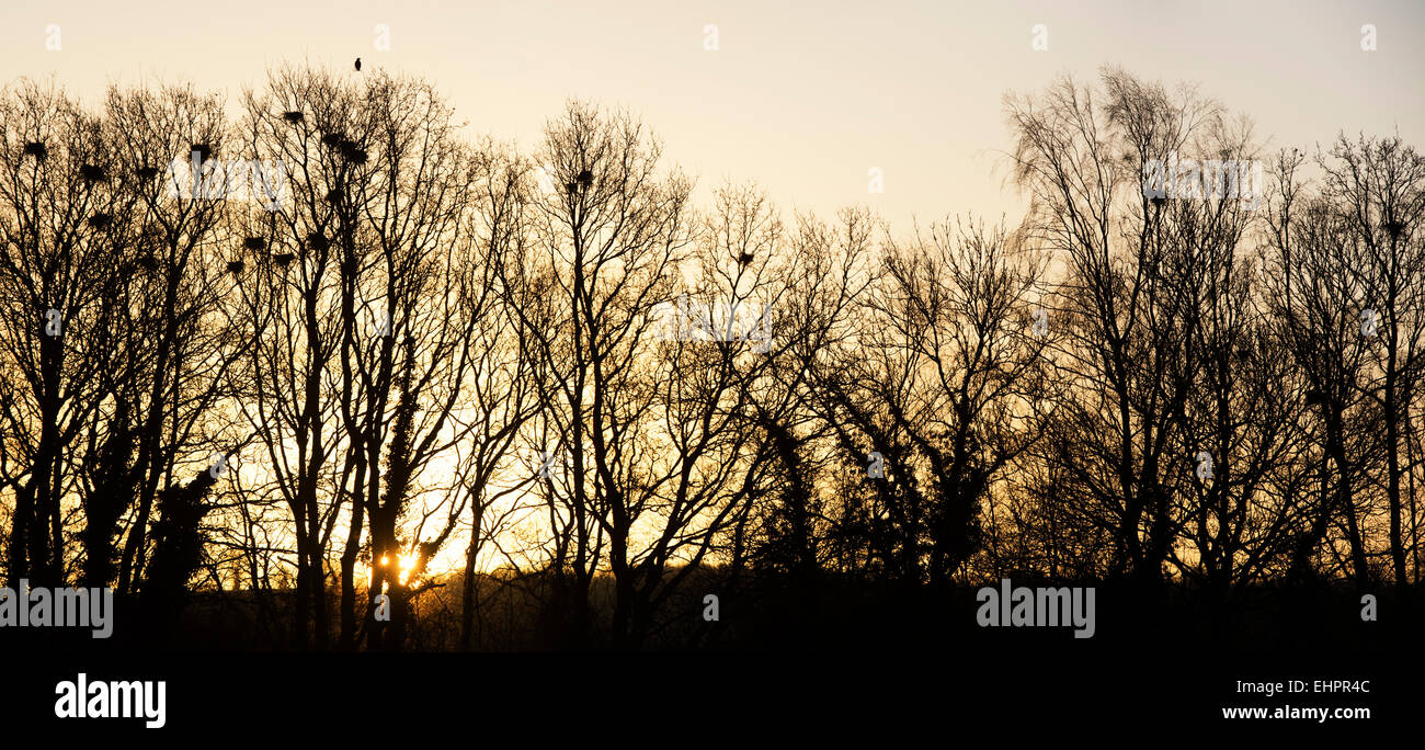 Les corneilles nichent dans les arbres d'hiver au lever du soleil. Angleterre Banque D'Images