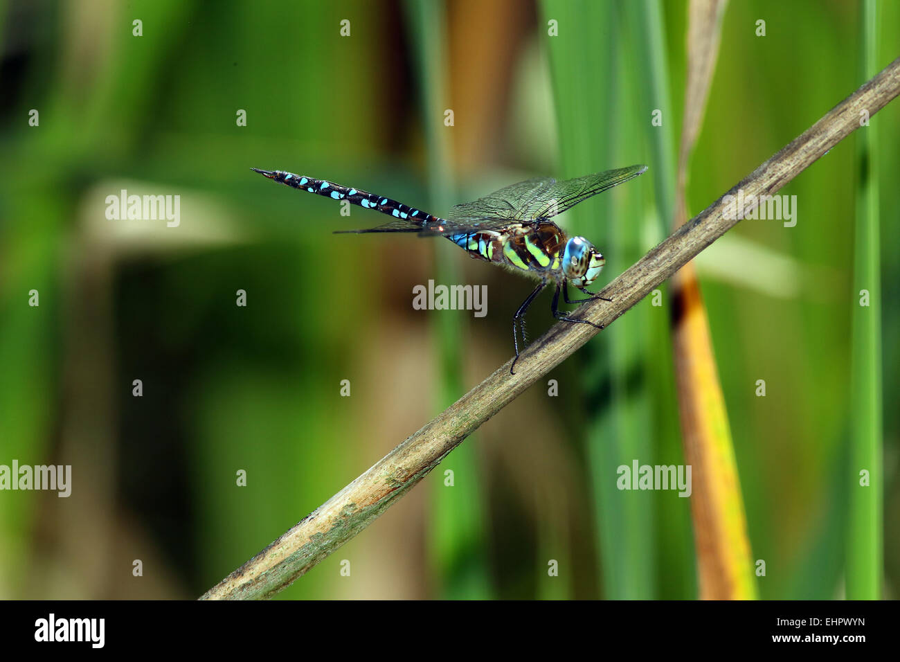 Hawker Aeshna juncea, les Landes Banque D'Images