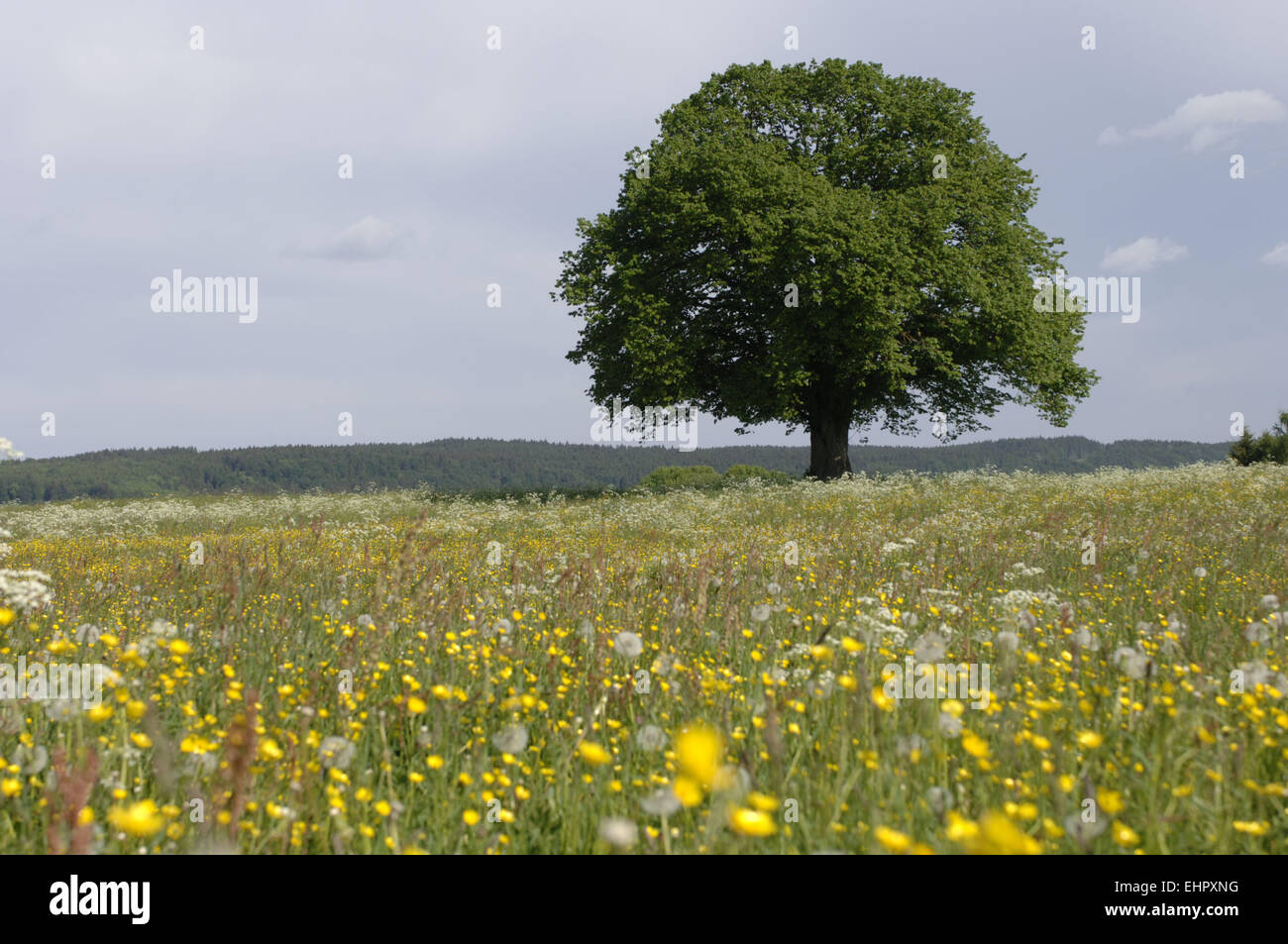 Seul vieux gros tilleul au printemps Banque D'Images