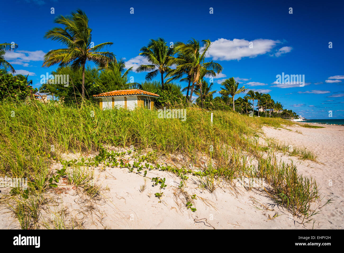 Dunes de sable et de palmiers sur la plage de Palm Beach, en Floride. Banque D'Images