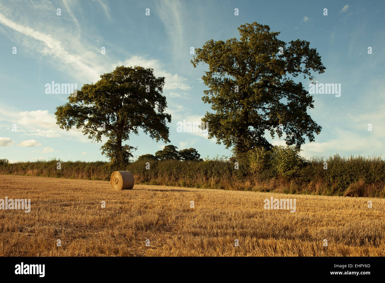 Bottes de foin sur le champ après la récolte, uk Banque D'Images