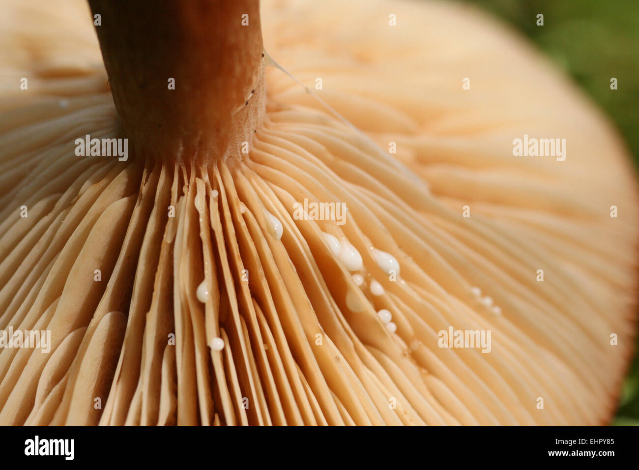 Bonnet Roux Bonnet roux Banque de photographies et d’images à haute résolution - Alamy