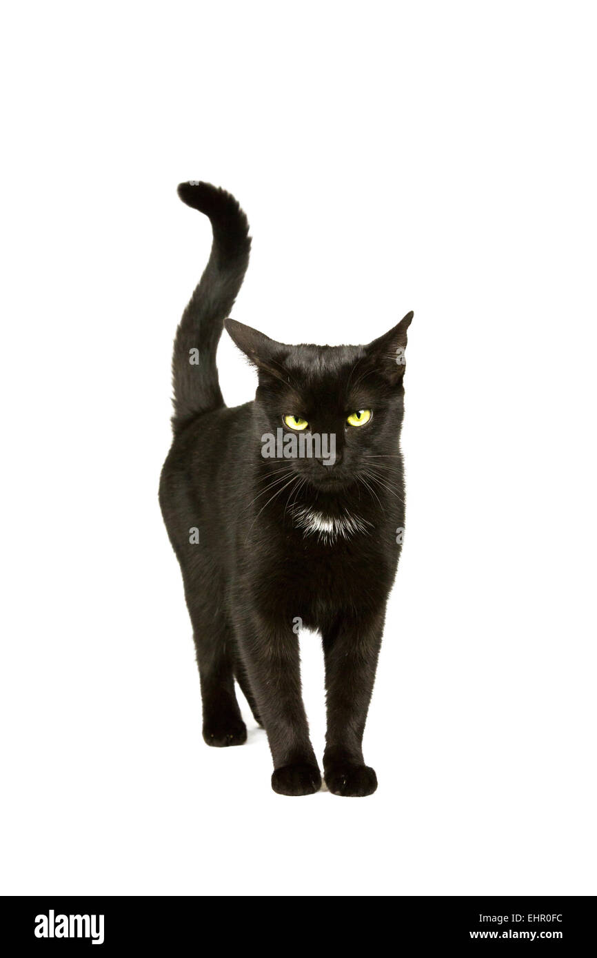 Chat noir se déplace Banque D'Images