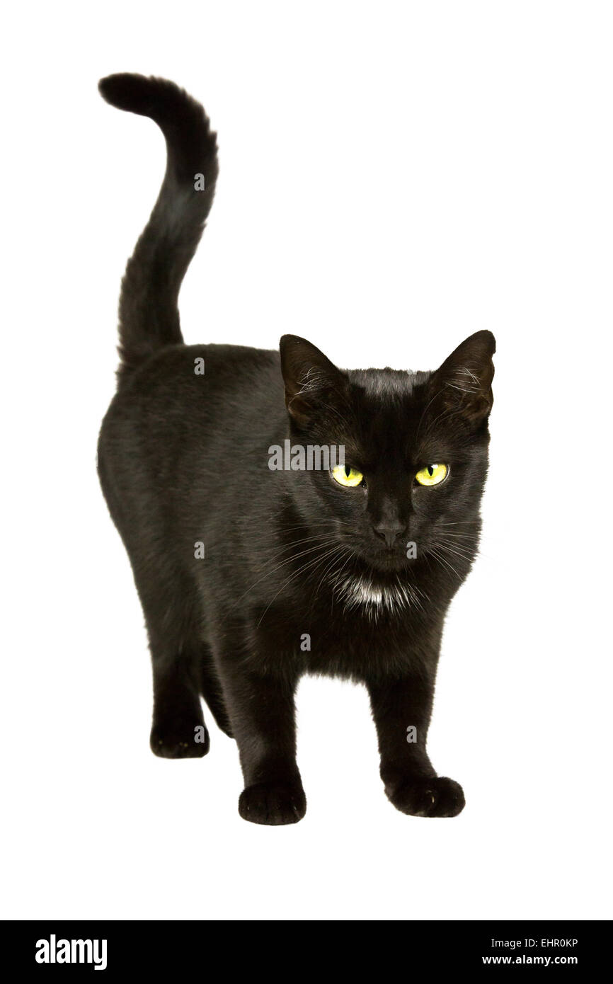 Chat noir se déplace 2 Banque D'Images