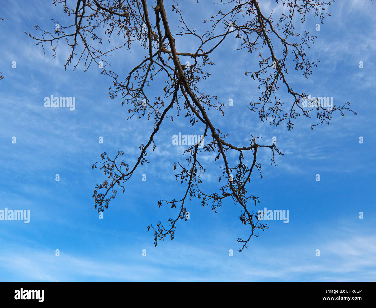 Branches sur les nuages ciel Banque D'Images