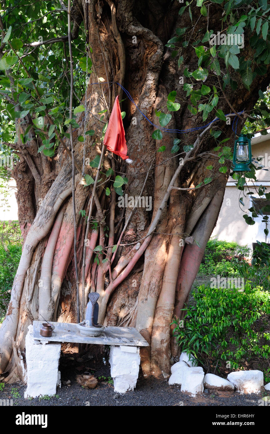 Un lieu de culte à Seigneur Shiva dans les racines d'un arbre banian sous la forme d'un serpent le Madhya Pradesh, Inde Banque D'Images