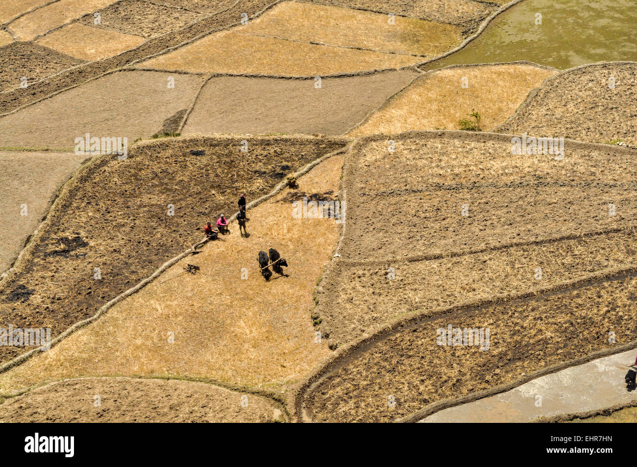 Scenic Vue aérienne de labourer les champs au Népal Banque D'Images