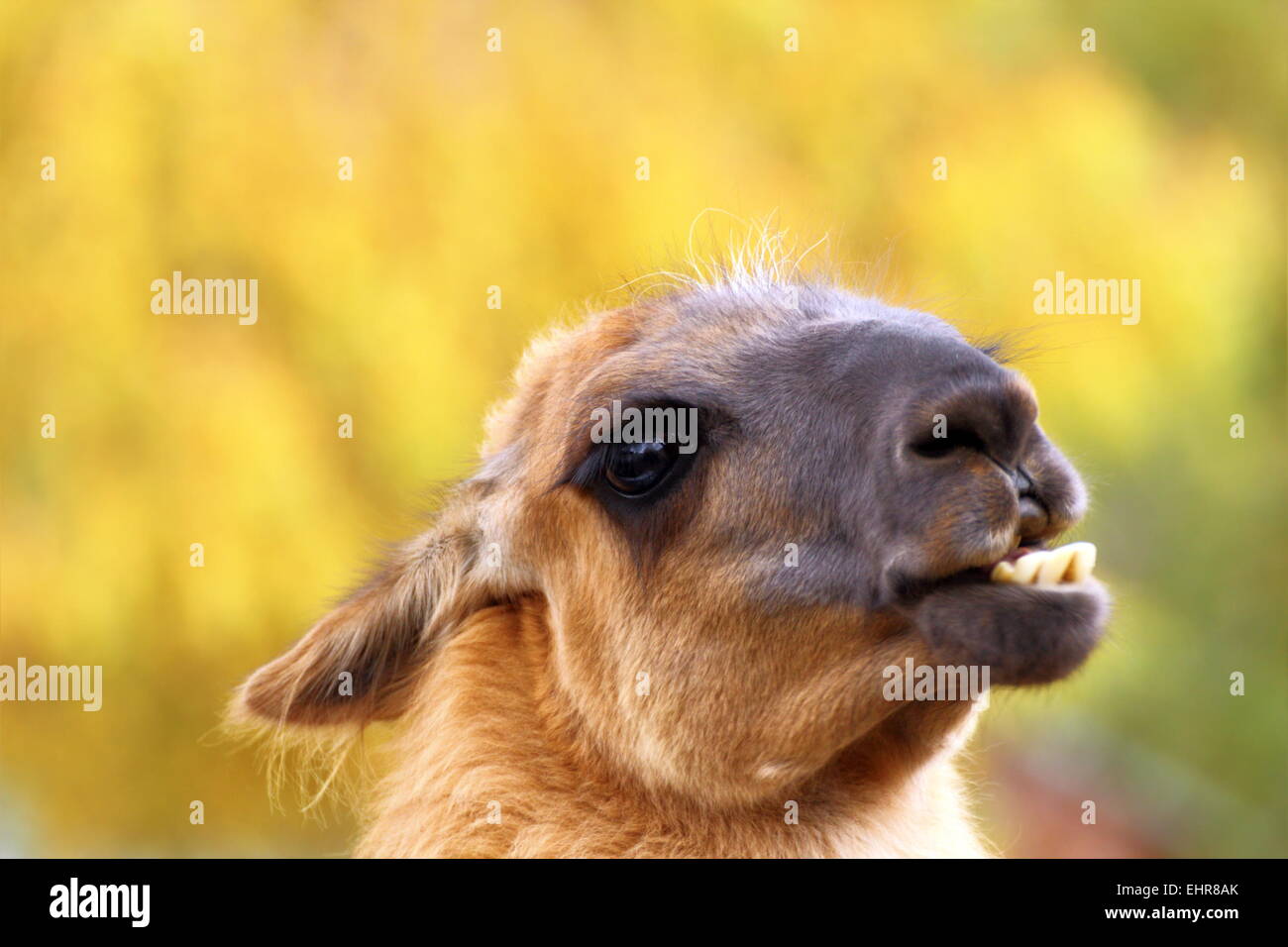 Lama drôle montrant ses dents sur fond de forêt d'automne Banque D'Images