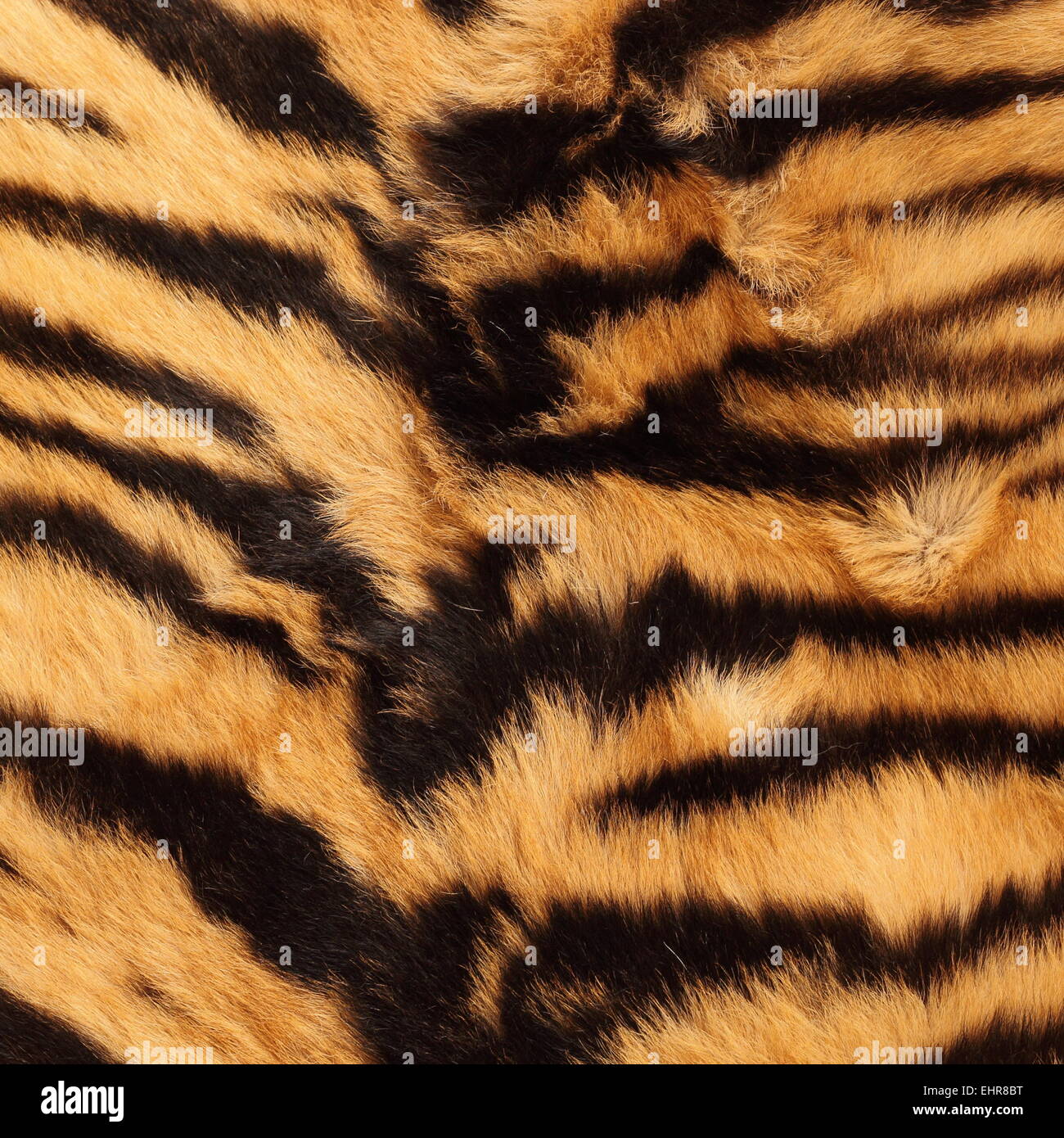 Détail de belles rayures noires sur une peau de tigre ( vrai ) Banque D'Images