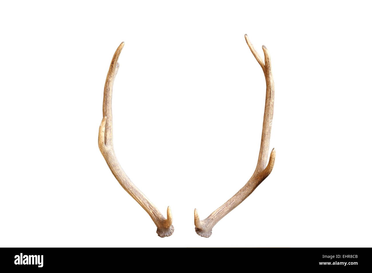 Un jeune cerf à partir de Red Deer, un trophée pour l'avenir, isolé sur fond blanc Banque D'Images