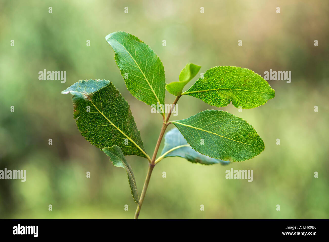 Le khat, plante également Plateau Abyssin (Catha edulis), feuilles, Oromia ou dans la région d'Oromiya, Ethiopie Banque D'Images