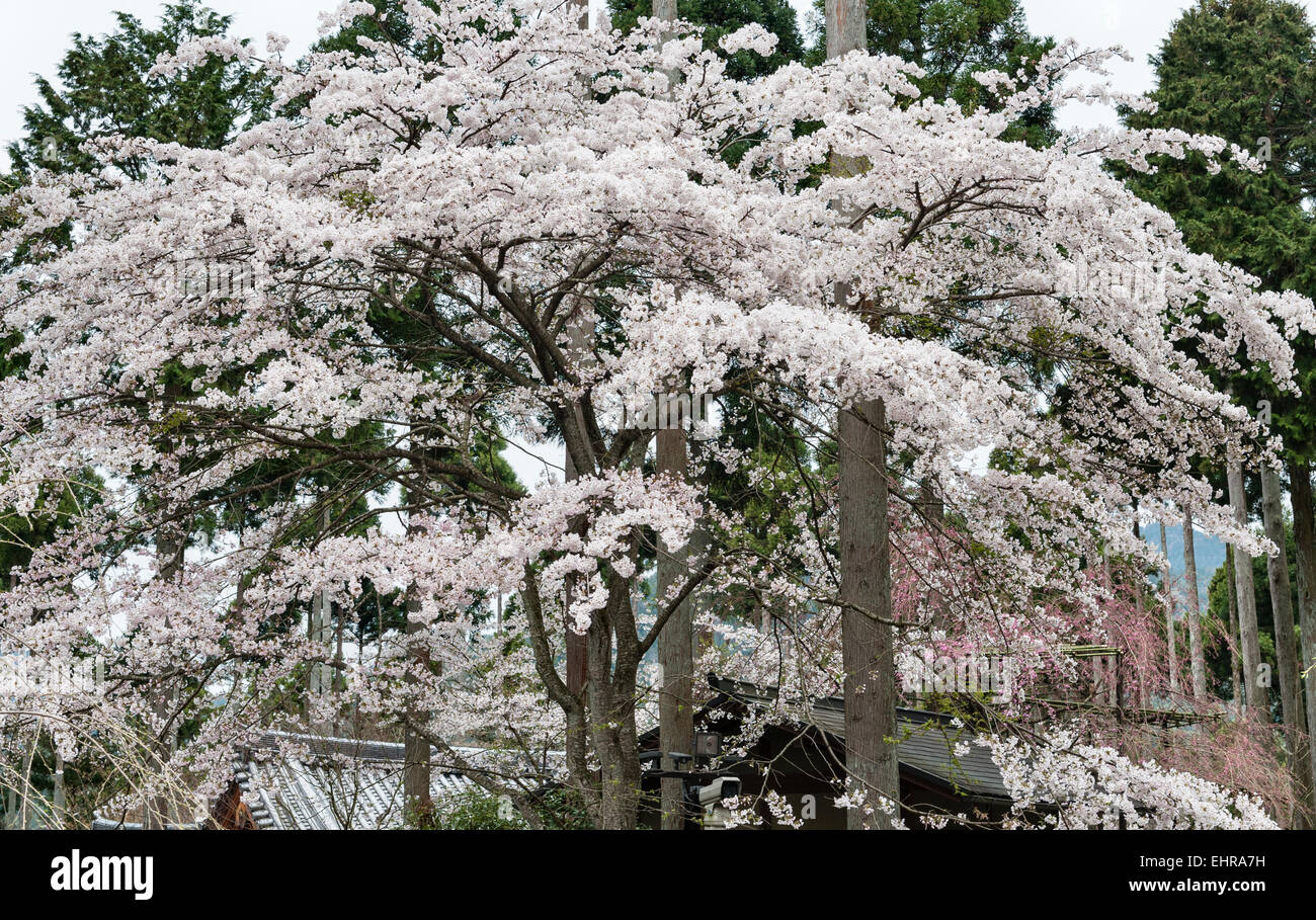Sanzen-in, Ohara, Kyoto, Japon. Cerisiers en fleurs de printemps dans les bois entourant le temple Banque D'Images