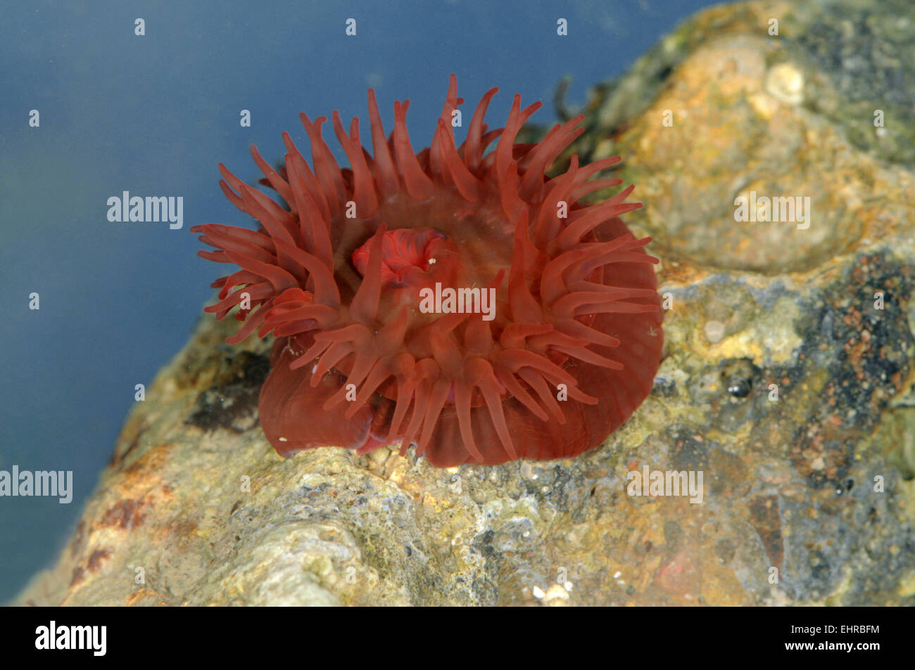 Beadlet - Anémone Actinia equina Banque D'Images