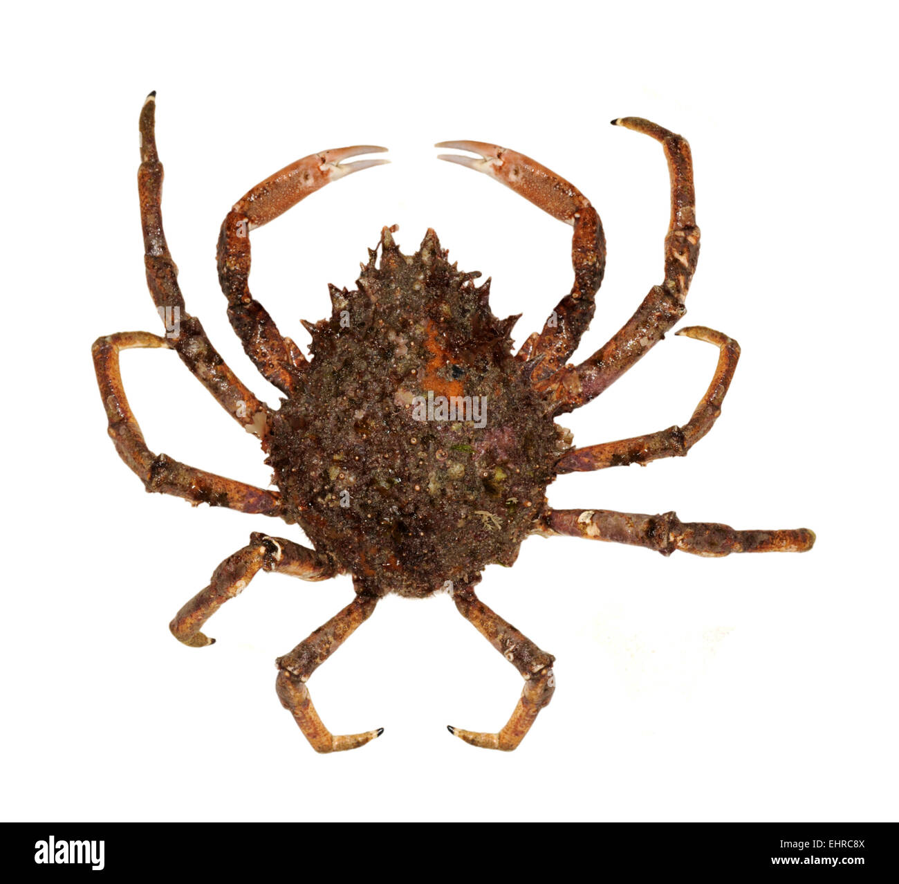 Crabe araignée commune - Maia squinado Banque D'Images