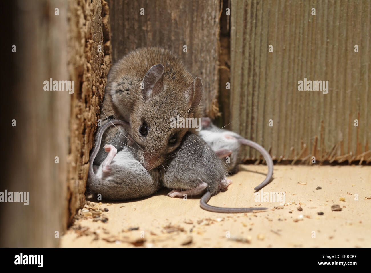 Cerfs d'Amérique du Nord, la souris Peromyscus maniculatus, femme avec de jeunes Banque D'Images