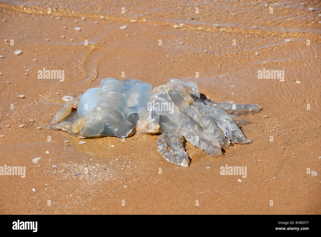 Les méduses mortes sur une plage de sable Banque D'Images