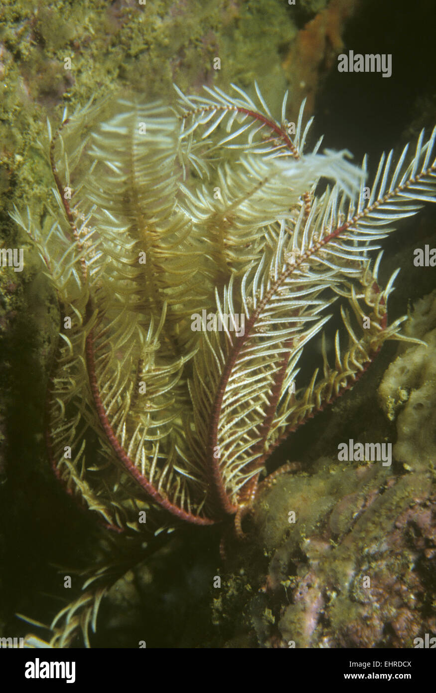 Feather star - Antedon bifida Banque D'Images