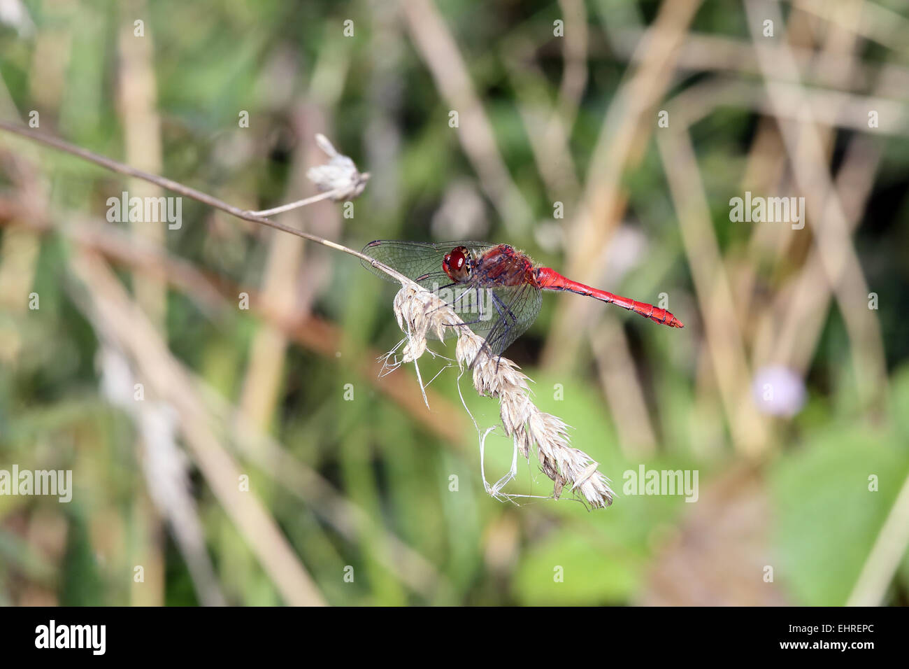 Sympetrum sanguineum, Ruddy vert Banque D'Images