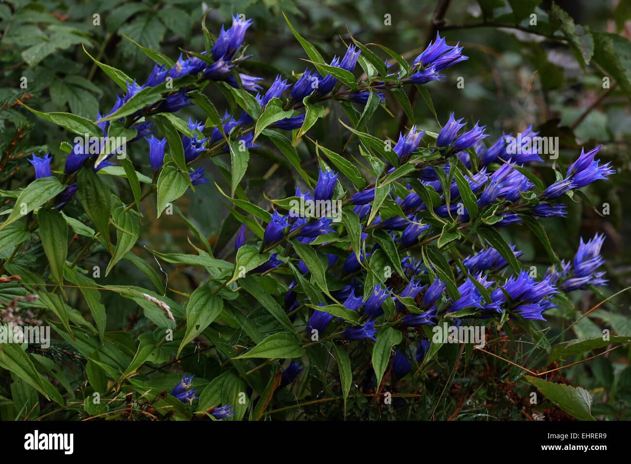 Gentiana asclepiadea gentiane, willow Banque D'Images