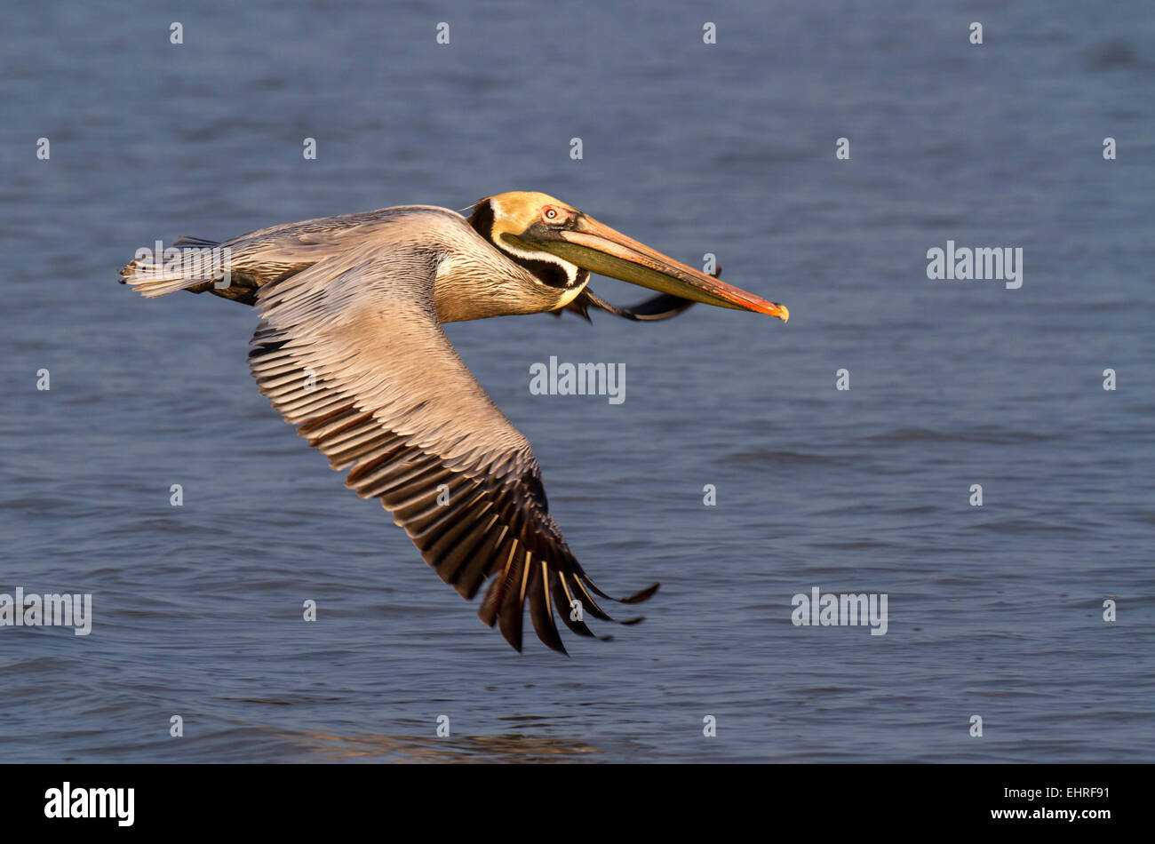 Pélican brun (Pelecanus occidentalis) volant au-dessus de l'océan au petit matin, Galveston, Texas, États-Unis. Banque D'Images