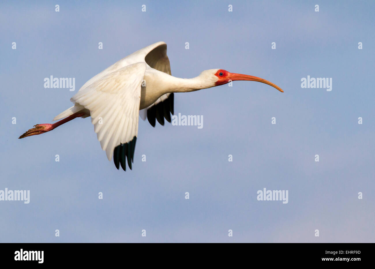 American Ibis blanc (Eudocimus albus), volant, Galveston, Texas, États-Unis. Banque D'Images