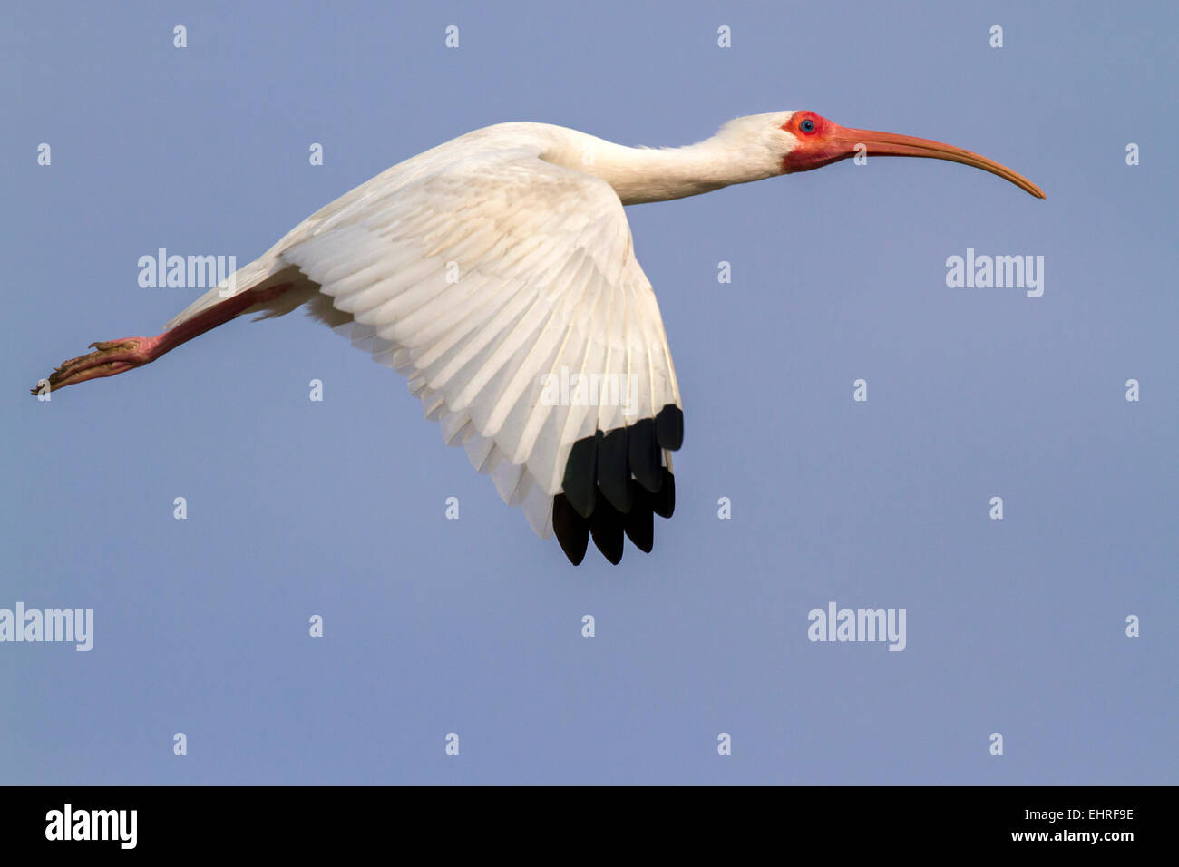 American Ibis blanc (Eudocimus albus), volant, Galveston, Texas, États-Unis. Banque D'Images