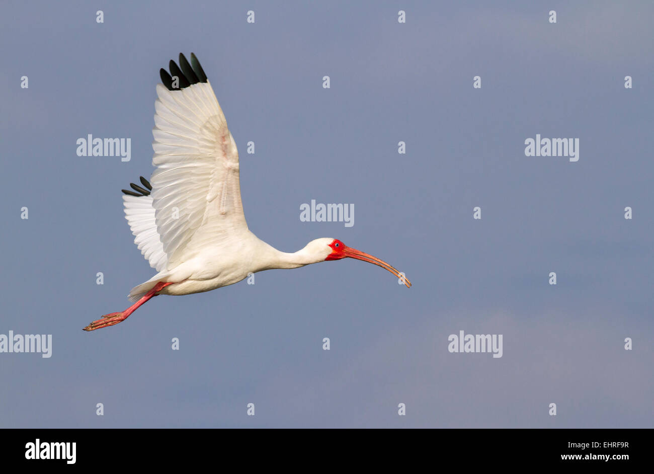American Ibis blanc (Eudocimus albus), volant, Galveston, Texas, États-Unis. Banque D'Images