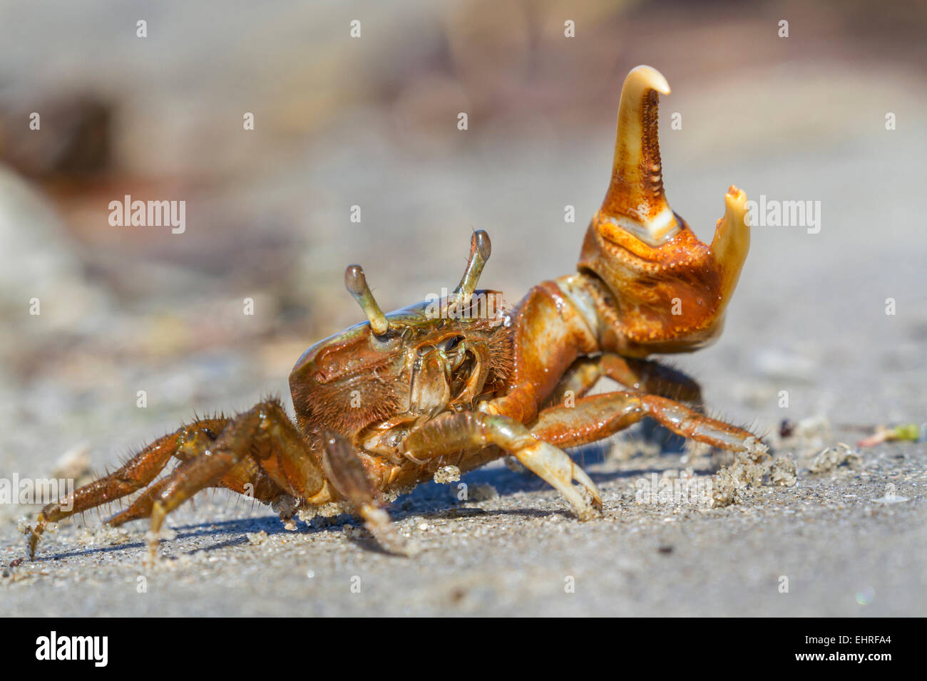 Marais de l'Atlantique (crabe violoniste Uca pugnax) en posture de défense, Galveston, Texas, États-Unis. Banque D'Images