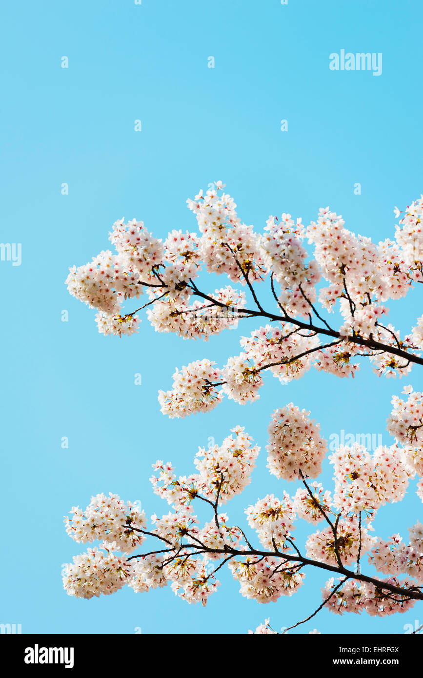 L'Asie, République de Corée, Corée du Sud, l'île de Jeju, Jeju city, spring cherry blossom Banque D'Images