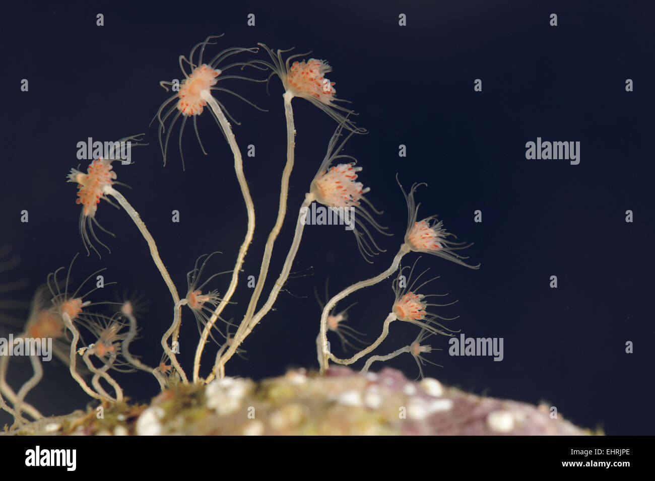 Tuyaux - Tubularia larynx Oaten Banque D'Images