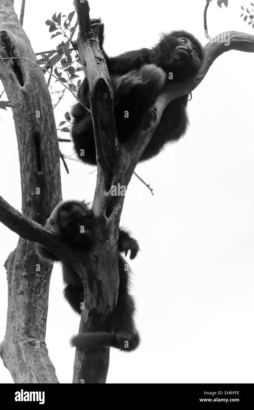 Paire de singes sur un arbre au Brésil Banque D'Images