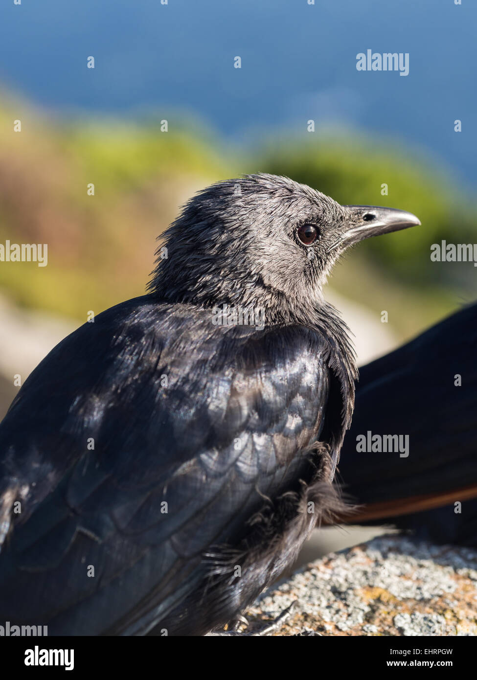 Red-winged starling (Onychognathus morio) dans la pointe du Cap en Afrique du Sud. Banque D'Images