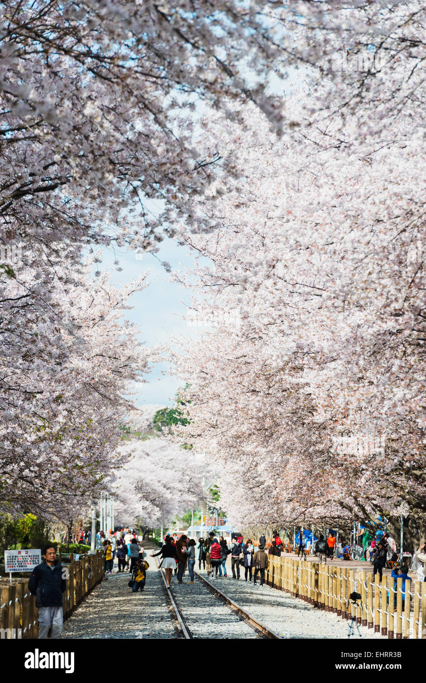 L'Asie, République de Corée, Corée du Sud, Jinhei, spring cherry blossom festival Banque D'Images