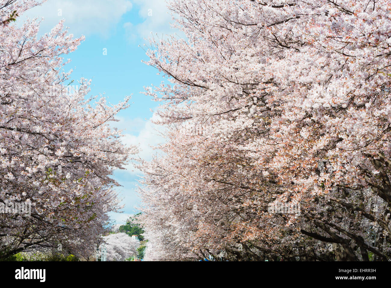 L'Asie, République de Corée, Corée du Sud, Jinhei, spring cherry blossom festival Banque D'Images
