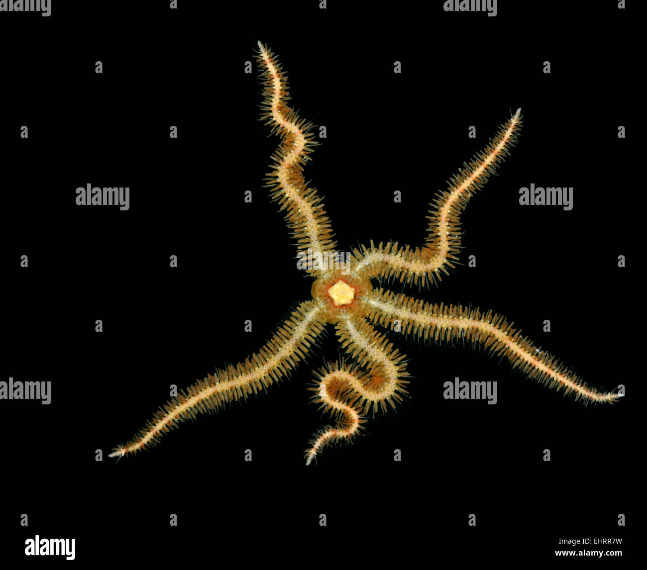 Ophiothrix fragilis commun Bittlestar - Banque D'Images