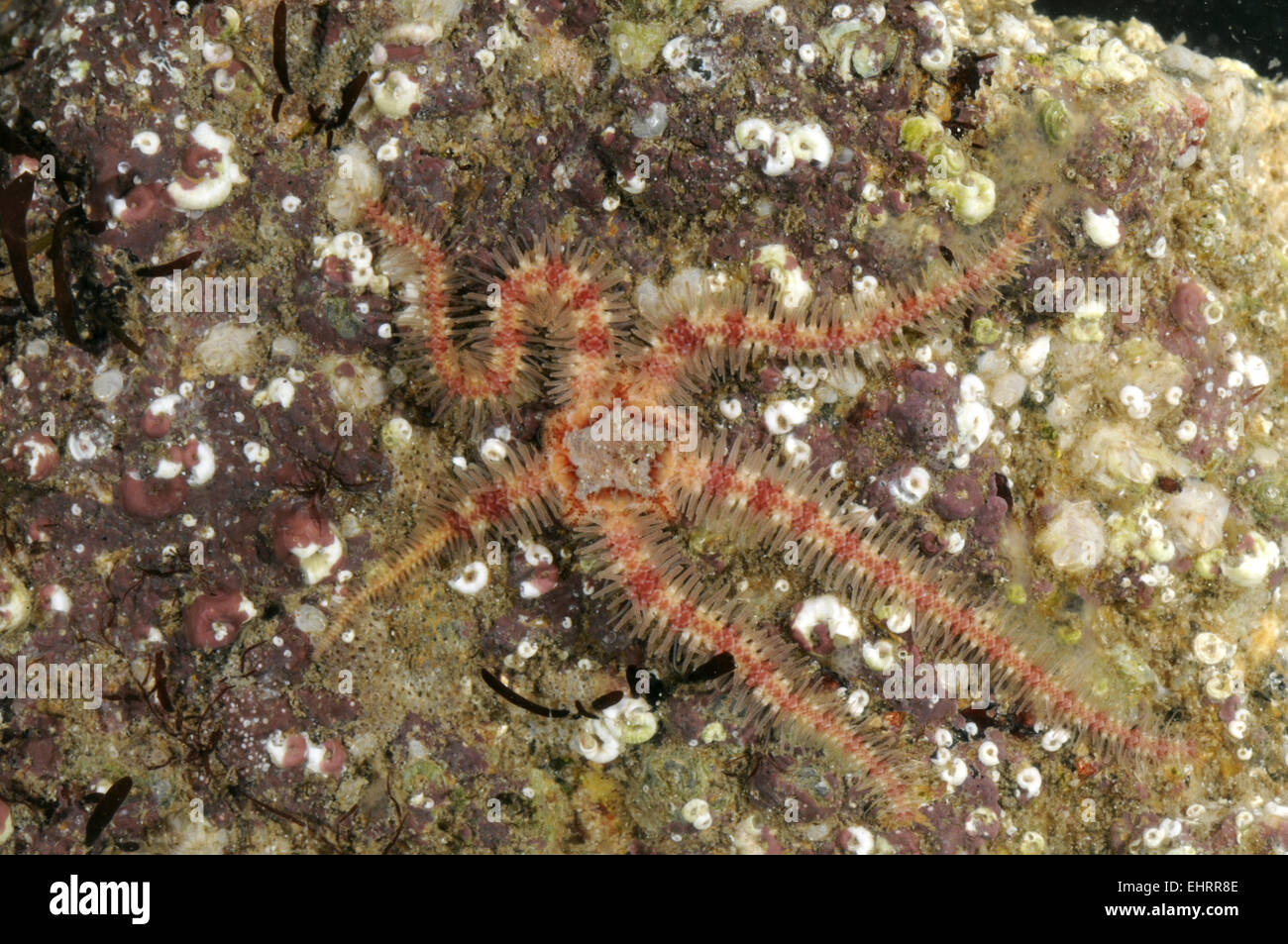 Ophiothrix fragilis commun Bittlestar - Banque D'Images