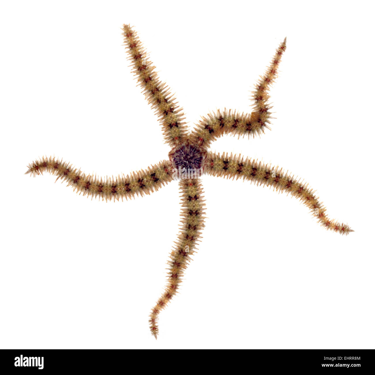 Brittlestar Ophiothrix fragilis - commun Banque D'Images