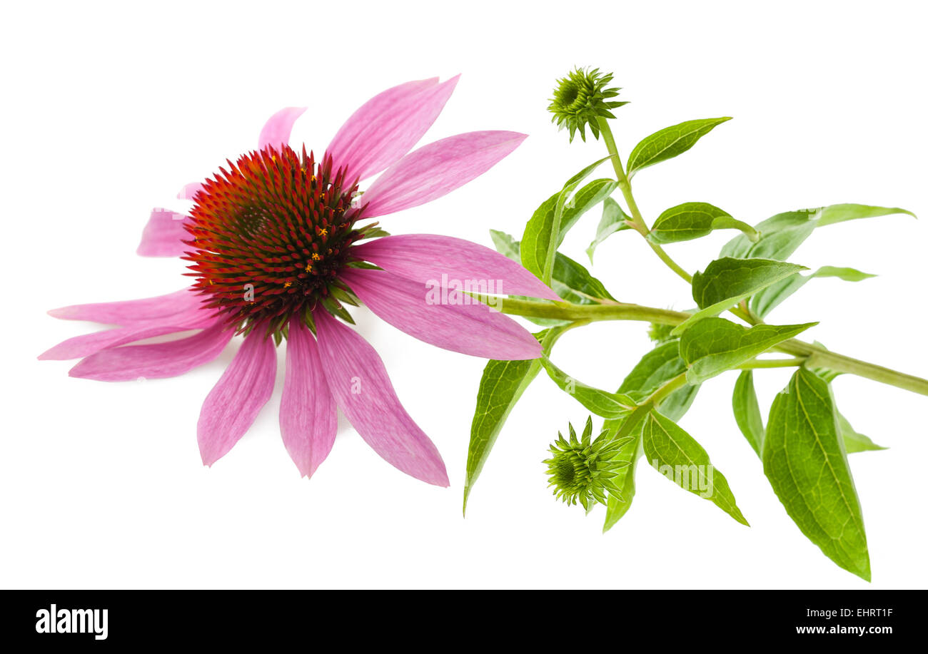 Coneflower wit feuilles isolées sur fond blanc Banque D'Images