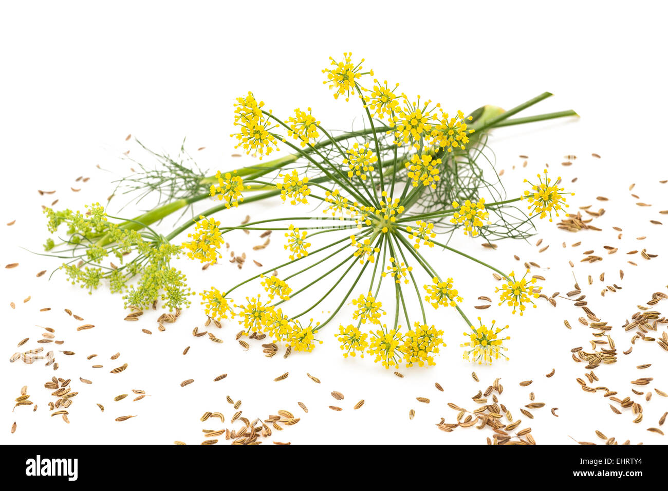 Fleurs et des graines de fenouil sauvage isolated on white Banque D'Images